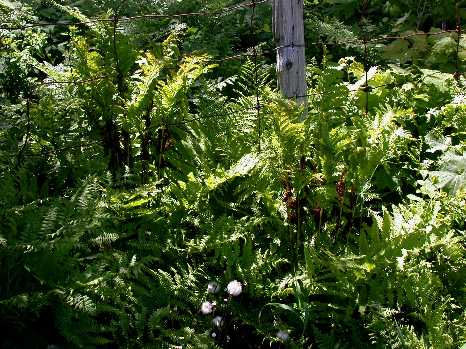 Clayton's Fern (Osmunda Claytonia) — Thriving in medium-wet to wet soil, it prefers partial to full shade