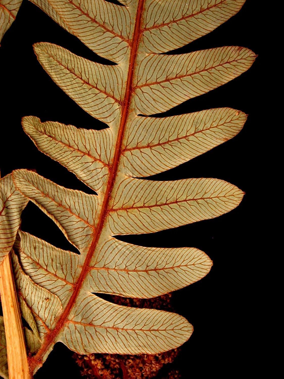 Clayton's Fern (Osmunda Claytonia) — and it adds a textural contrast to shaded areas; with no serious pest or disease issues
