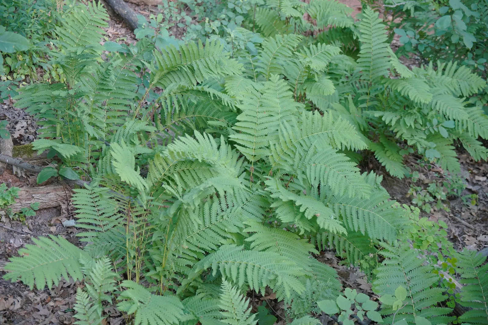 Clayton's Fern (Osmunda Claytonia) — deciduous fronds with distinctive leafless segments; ideal for woodland gardens