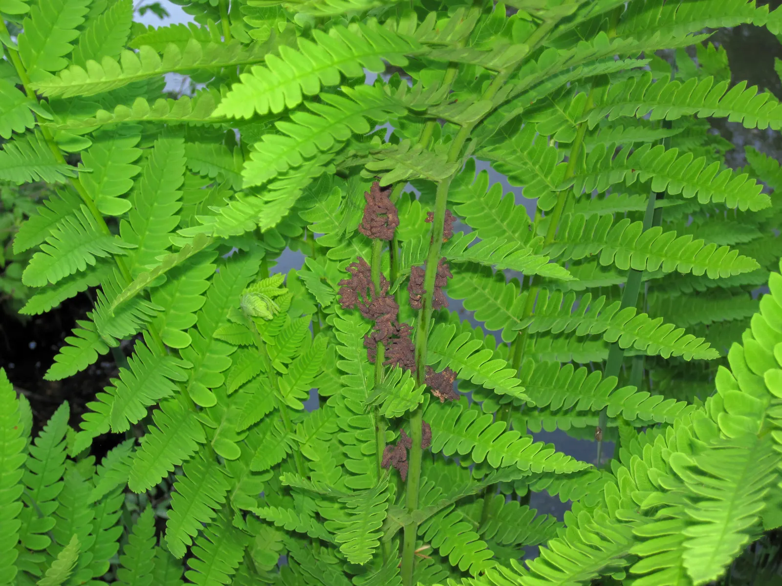Clayton's Fern (Osmunda Claytonia) — and it shines when allowed ample space to spread its fronds; ideal for woodland gardens