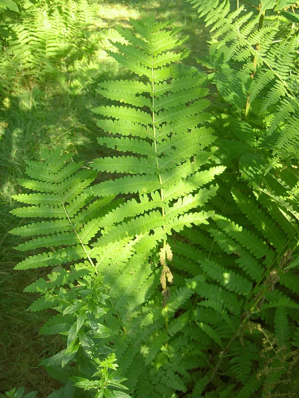 Clayton's Fern (Osmunda Claytonia) — deciduous fronds with distinctive leafless segments