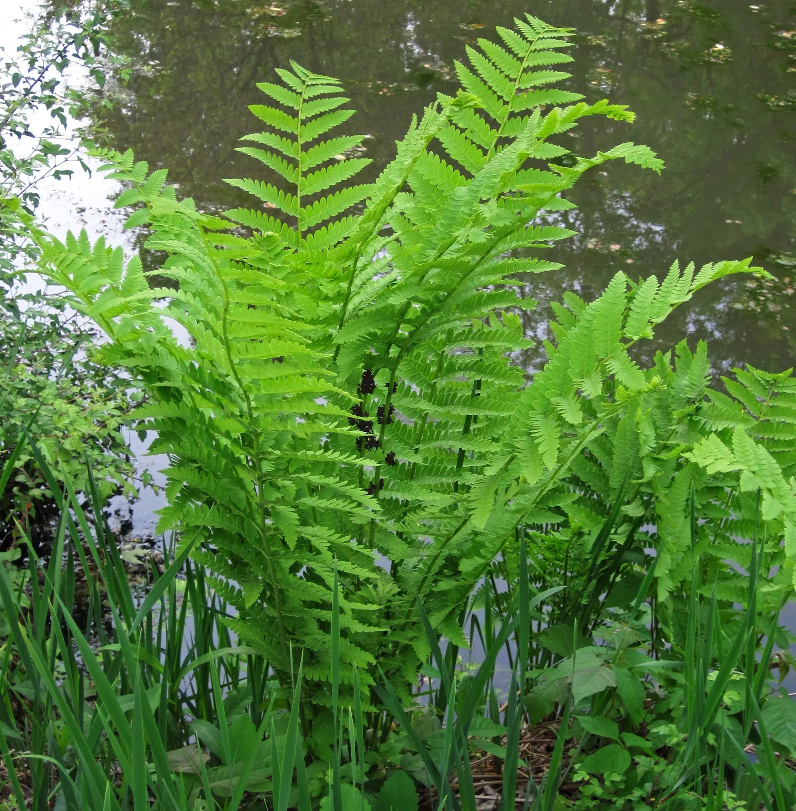 Clayton's Fern (Osmunda Claytonia) — or 'interruptions,' in the middle; where fertile leaflets appear to 'interrupt' the otherwise green, image 44