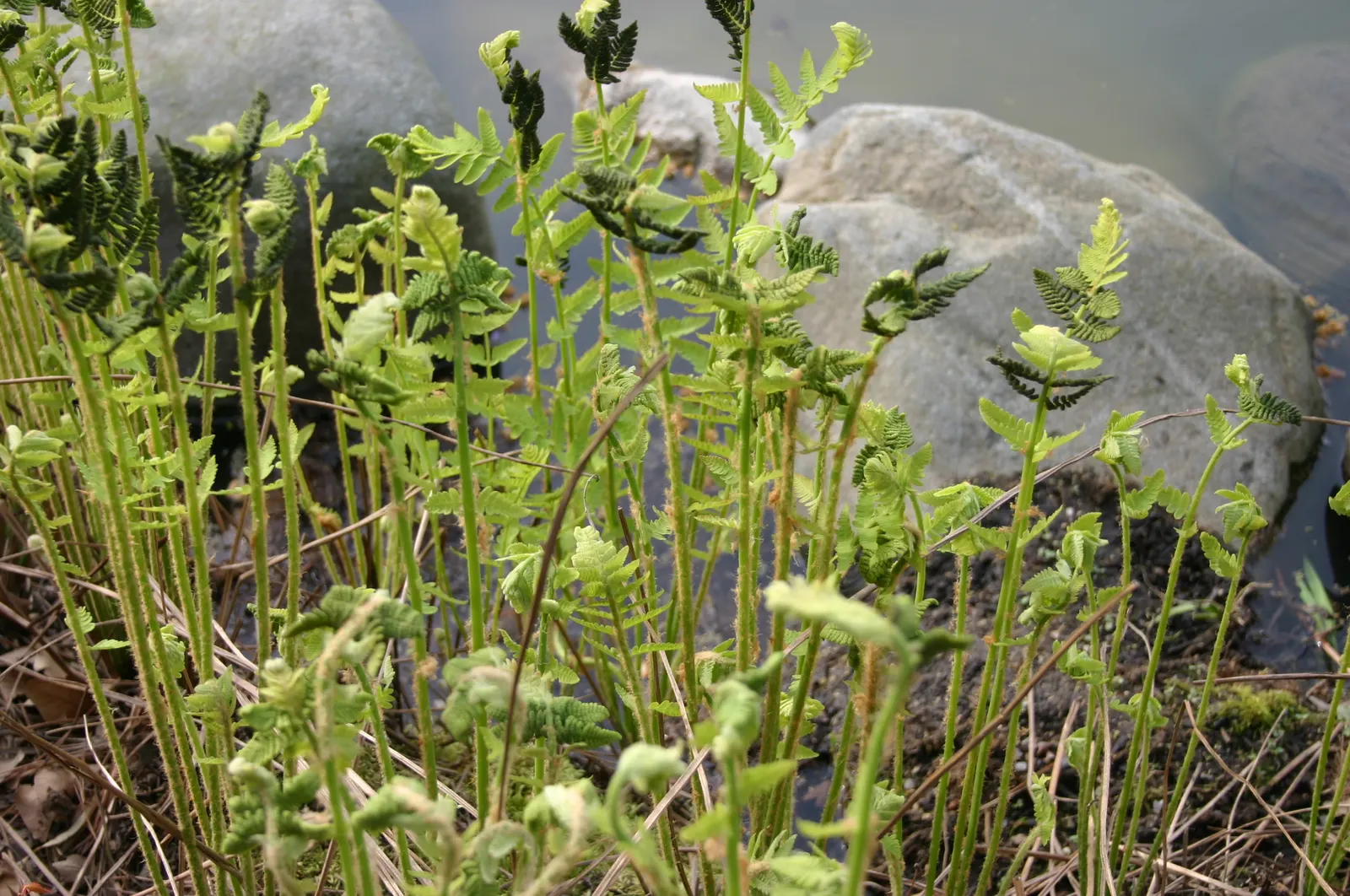 Clayton's Fern (Osmunda Claytonia) — spore-bearing leaflets darken to a cinnamon-brown before withering away mid-season