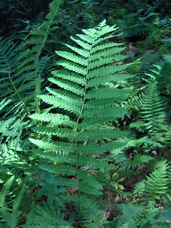 Clayton's Fern (Osmunda Claytonia) — Thriving in medium-wet to wet soil, it prefers partial to full shade; with no serious pest or disease issues