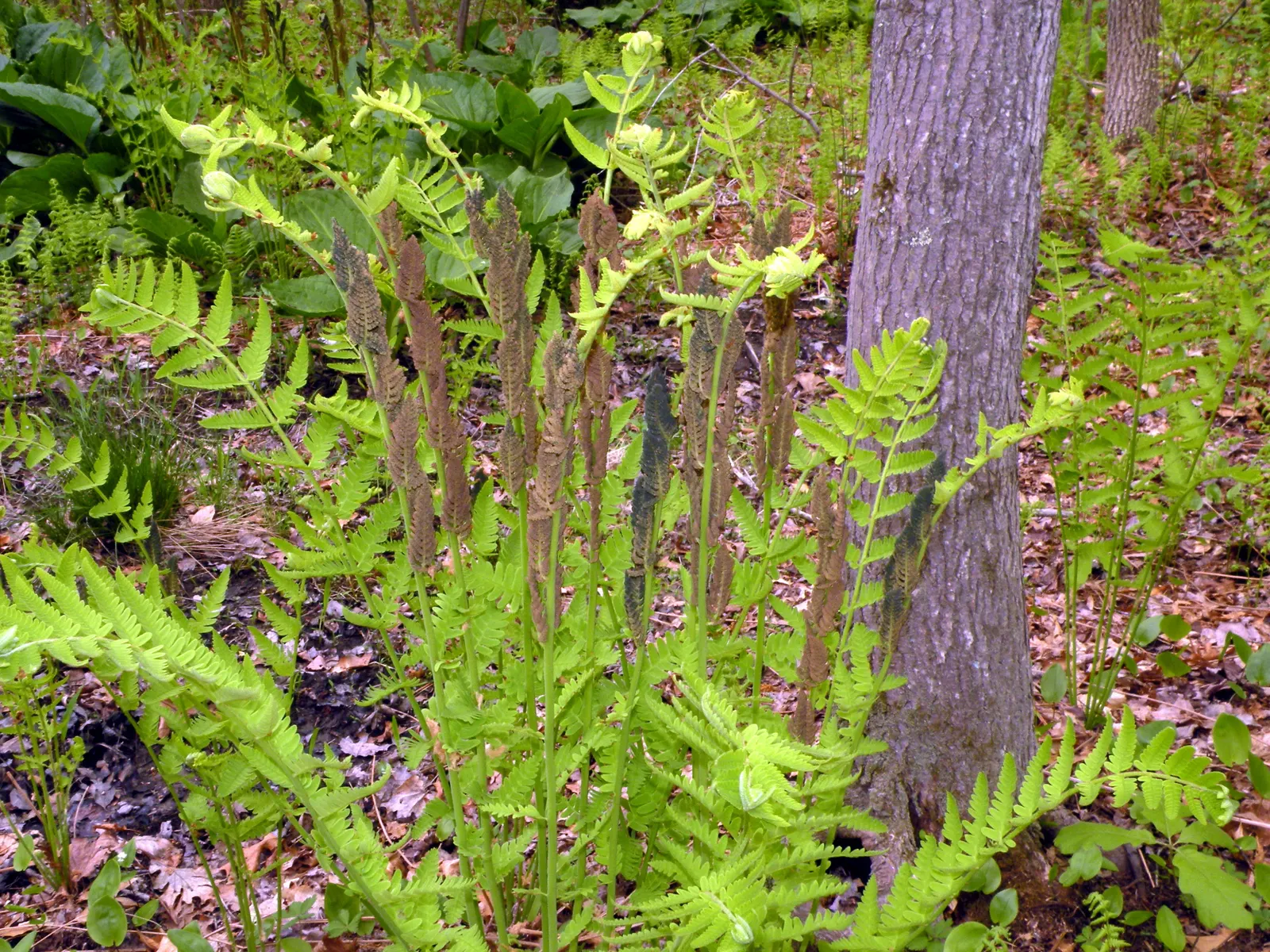 Clayton's Fern (Osmunda Claytonia) — adding vertical interest and texture to shaded garden areas or woodland settings; where fertile leaflets appear to