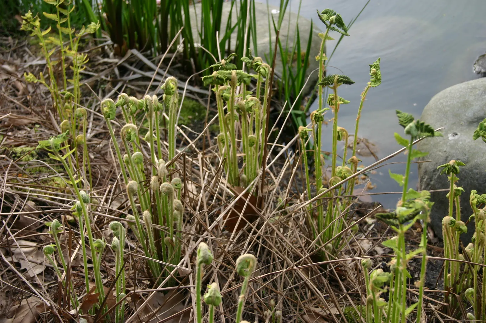 Clayton's Fern (Osmunda Claytonia) — or 'interruptions,' in the middle; where fertile leaflets appear to 'interrupt' the otherwise green
