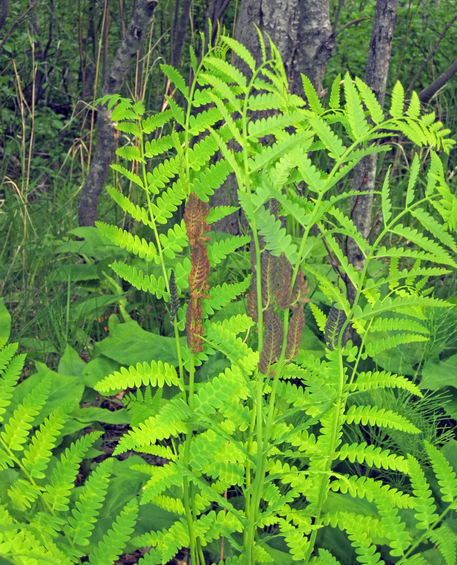 Clayton's Fern (Osmunda Claytonia) — temperate forests of North America; with no serious pest or disease issues, image 51