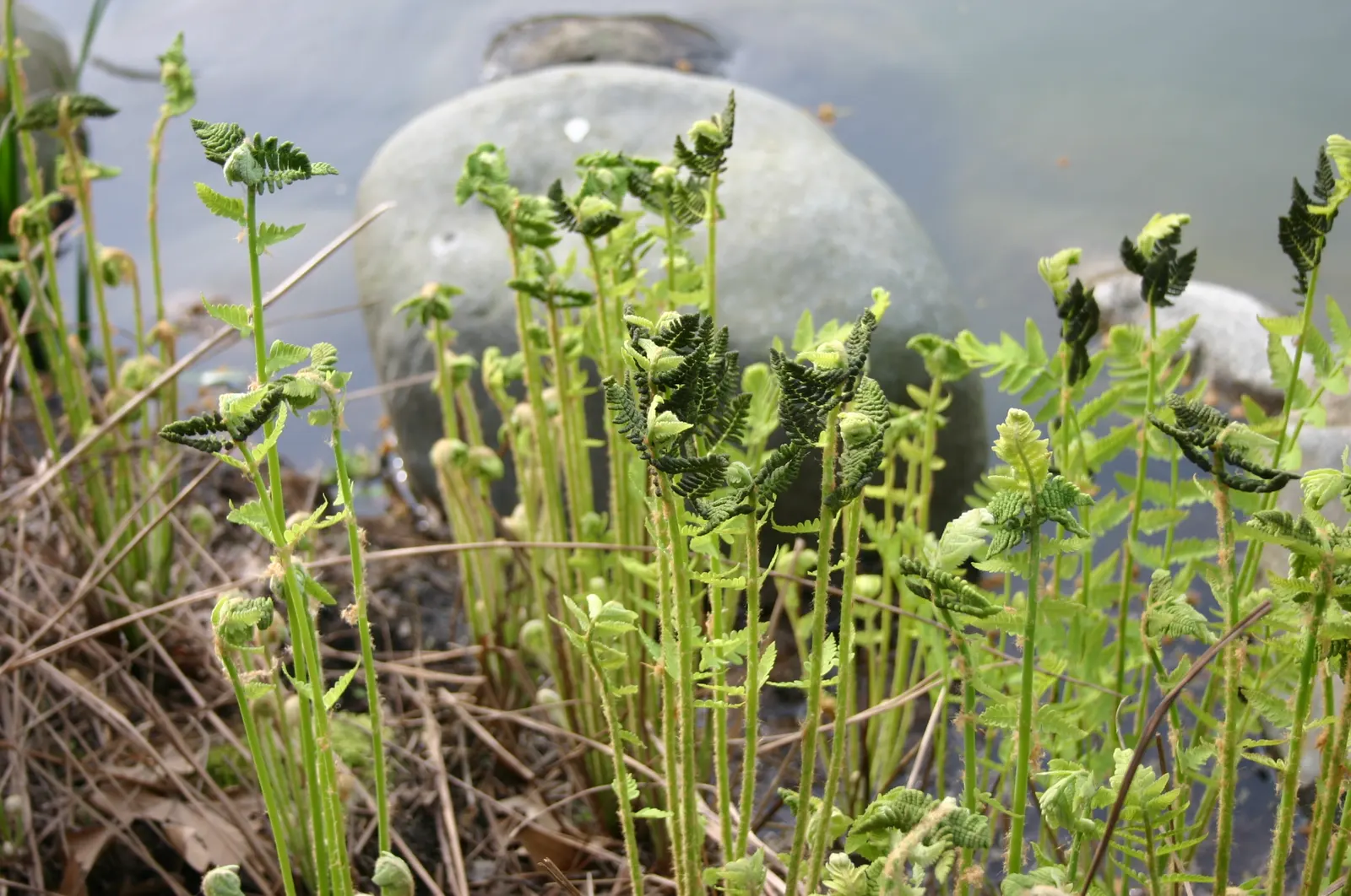 Clayton's Fern (Osmunda Claytonia) — The fronds are bright green and have a graceful