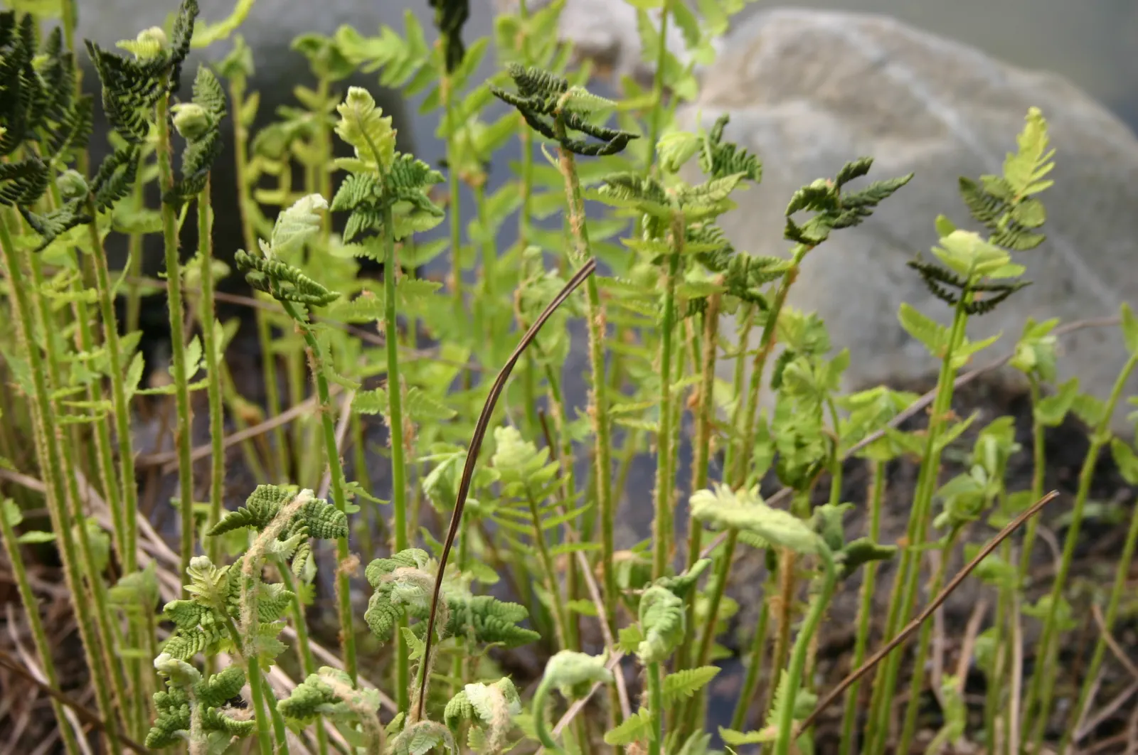 Clayton's Fern (Osmunda Claytonia) — and it adds a textural contrast to shaded areas; with no serious pest or disease issues, image 48