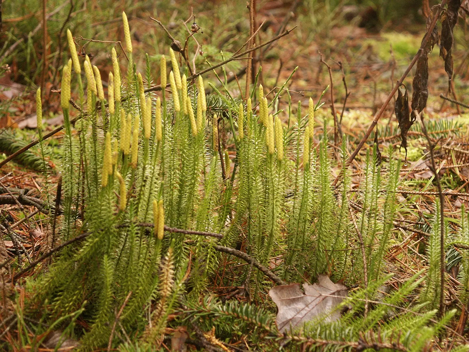 Clayton's Fern (Osmunda Claytonia) — adding vertical interest and texture to shaded garden areas or woodland settings; where fertile leaflets, image 56