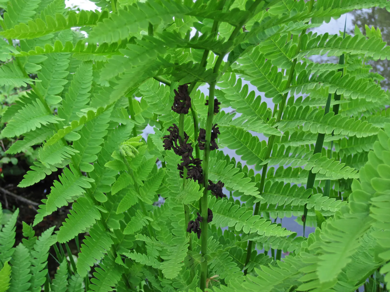 Clayton's Fern (Osmunda Claytonia) — The fronds are bright green and have a graceful; with no serious pest or disease issues