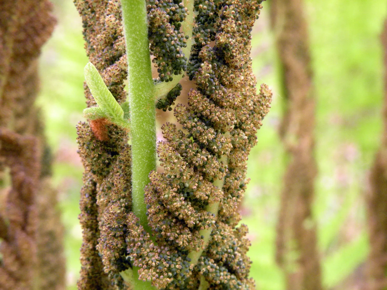 Clayton's Fern (Osmunda Claytonia) — scientifically named Osmunda claytoniana; ideal for woodland gardens