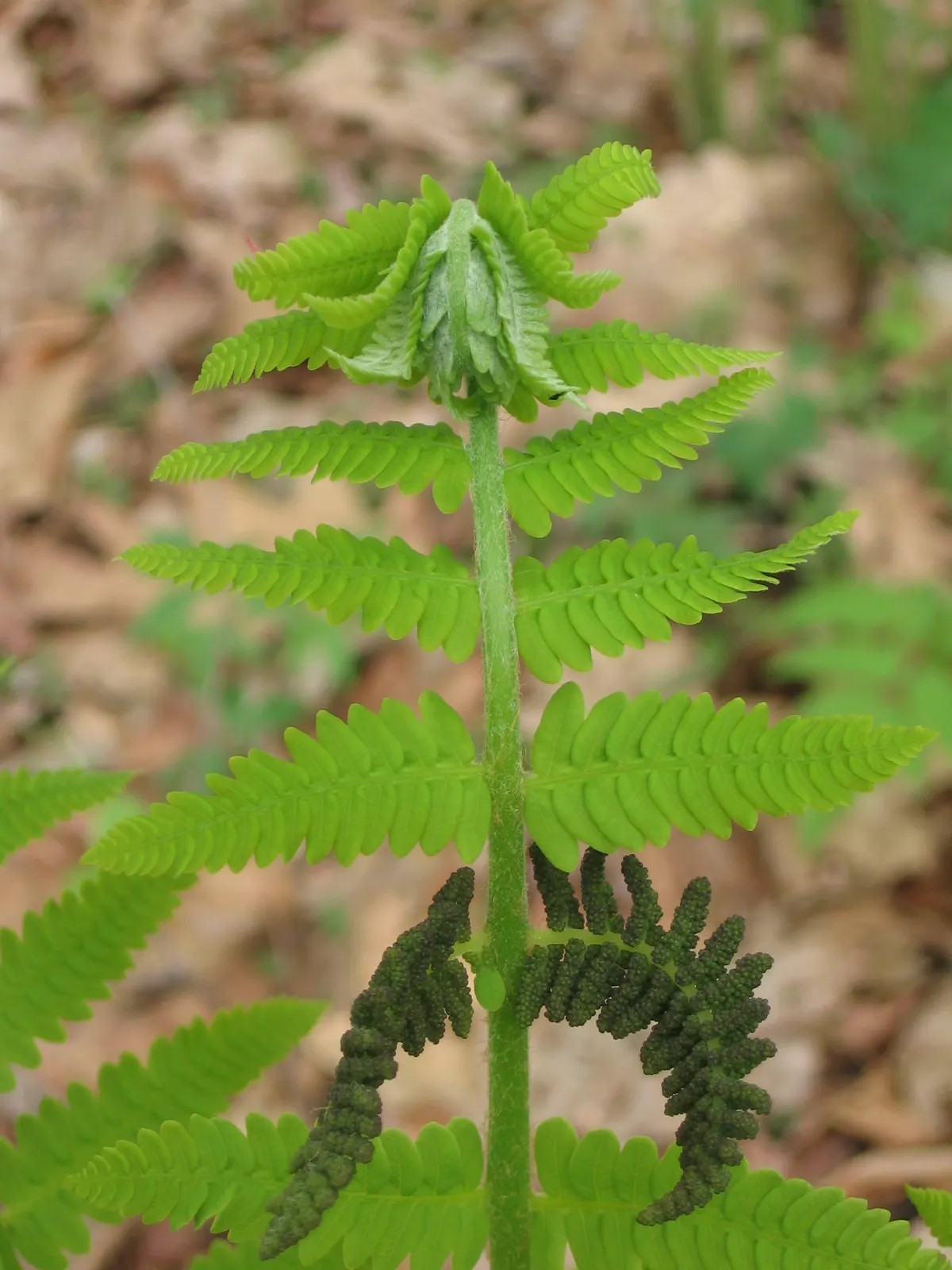 Clayton's Fern (Osmunda Claytonia) — temperate forests of North America; with no serious pest or disease issues