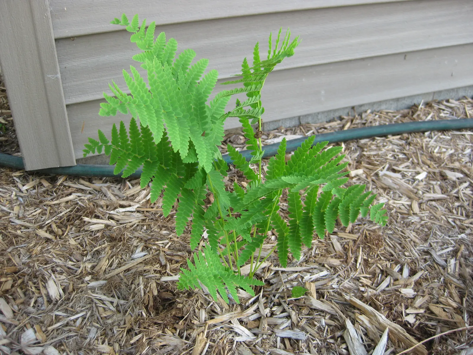 Clayton's Fern (Osmunda Claytonia) — is a perennial fern native to the cool; where fertile leaflets appear to 'interrupt' the otherwise green, image 50