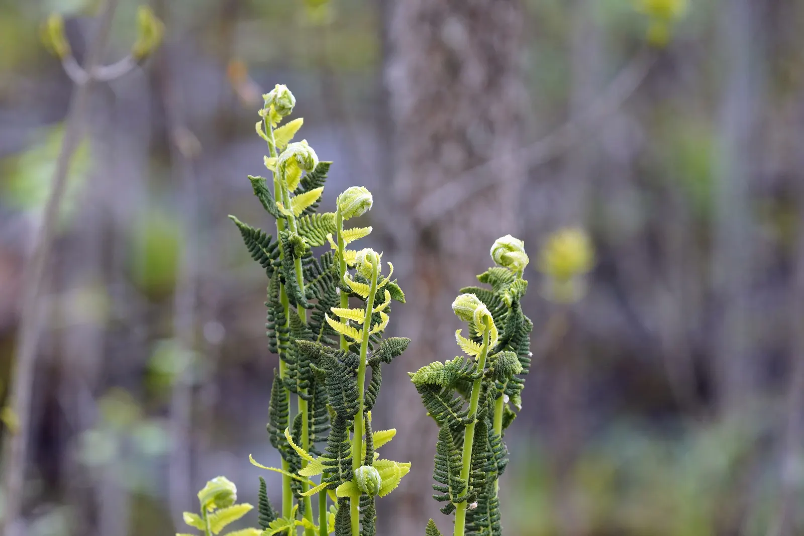 Clayton's Fern (Osmunda Claytonia) — It derives its common name from its distinct frond structure; ideal for woodland gardens