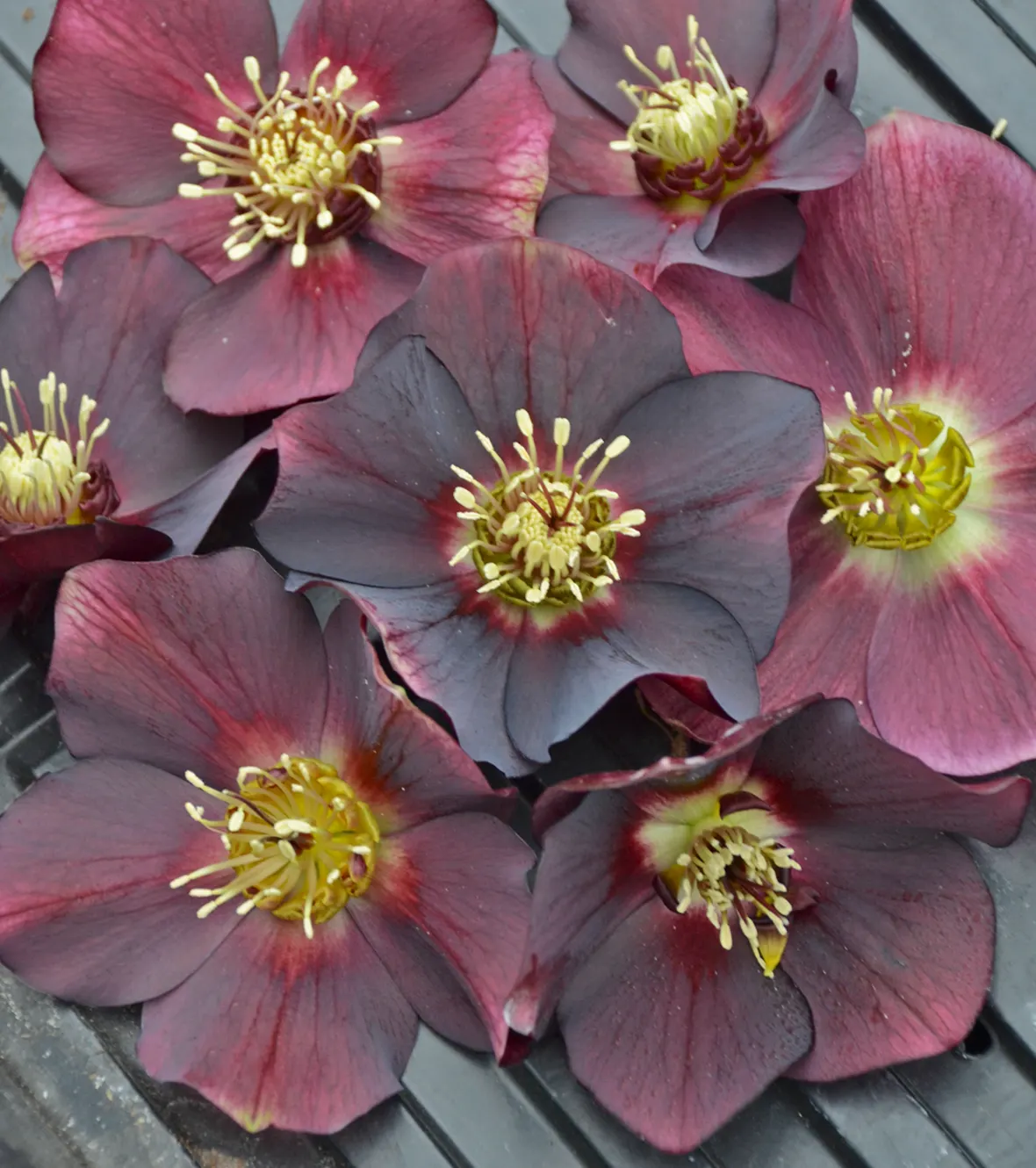 Honeymoon® Rome in Red (Helleborus hybrid) — The Helleborus 'Rome in Red'