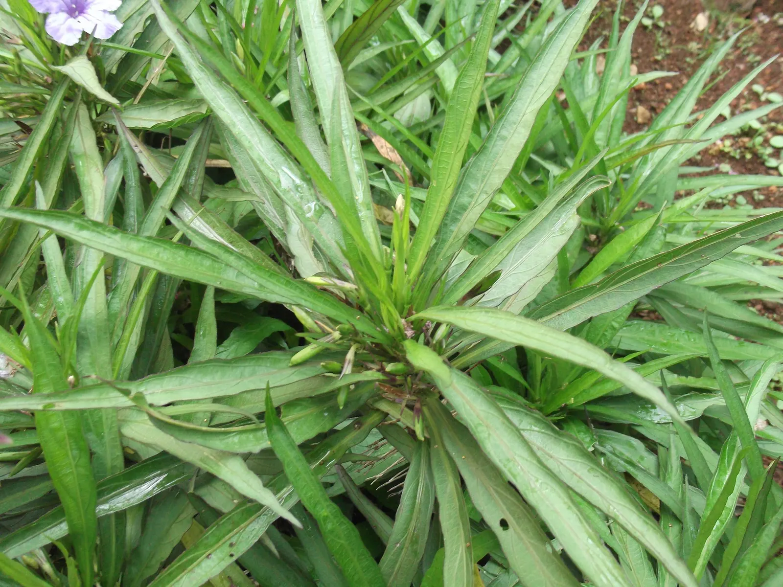Mexican Ruellia (Ruellia Brittoniana) — It is drought-tolerant once established; flourishing in full sun to partial shade
