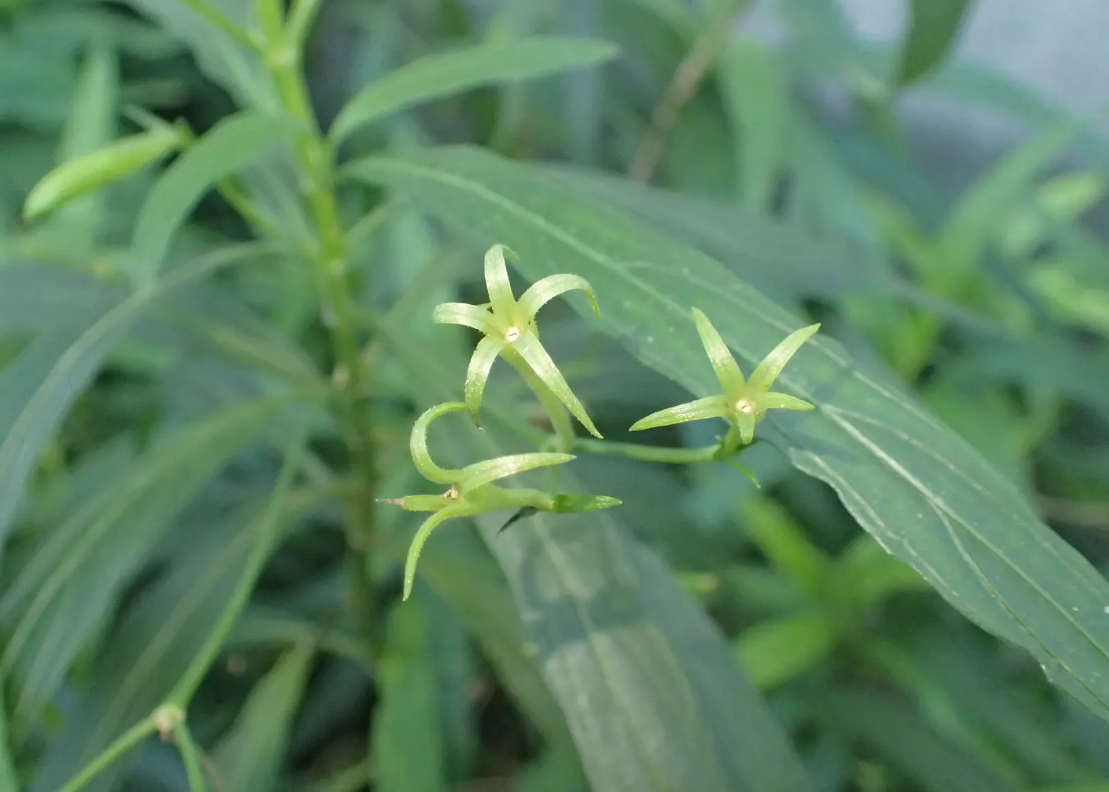 Mexican Ruellia (Ruellia Brittoniana) — This hardy plant is known for its striking; petunia-like blooms and its ability to thrive in a variety of conditions