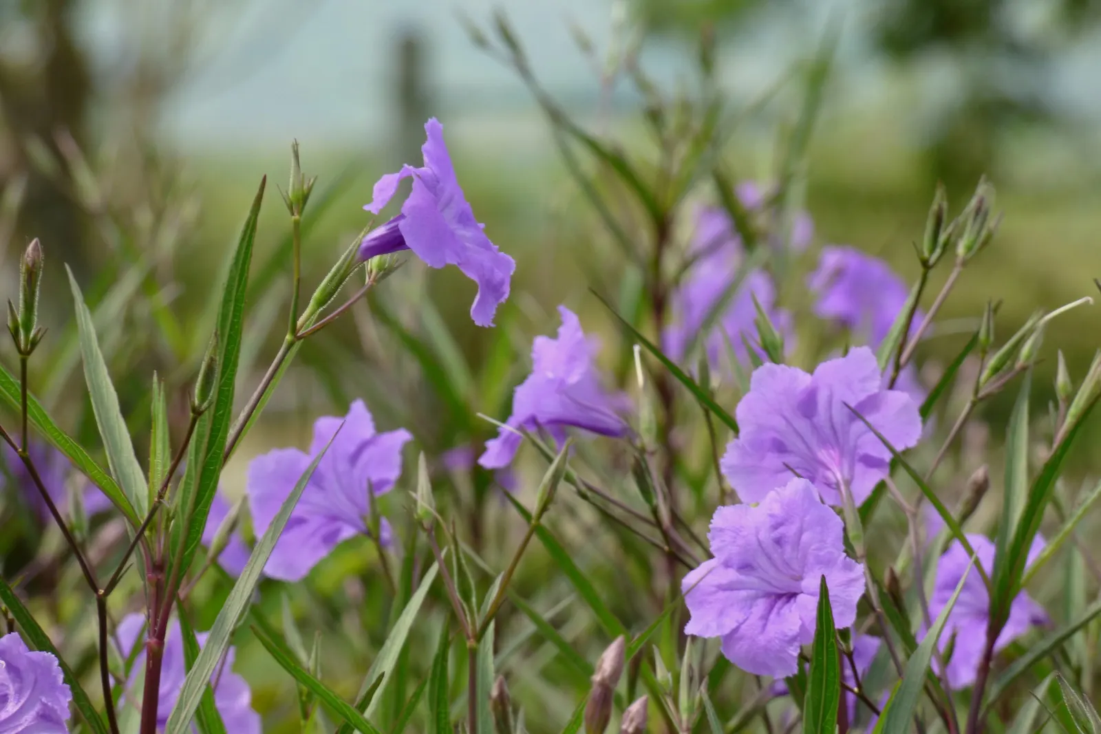 Mexican Ruellia (Ruellia Brittoniana) — perfect for adding a splash of color and texture to any landscape design