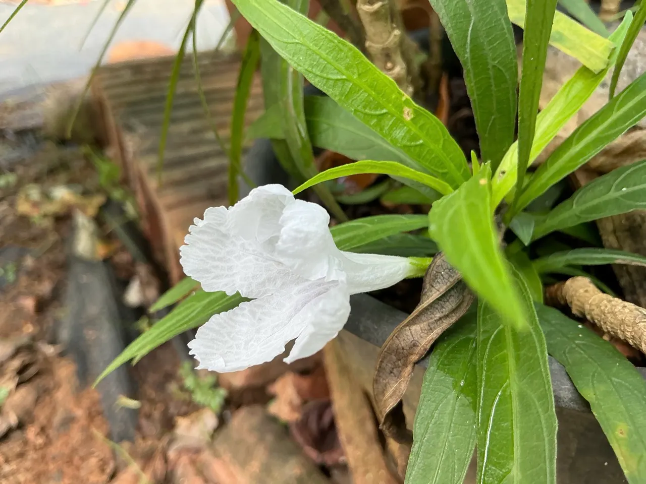 Mexican Ruellia (Ruellia Brittoniana) — it's relatively pest and disease-free; making it an excellent choice for gardeners seeking a low-water garden scheme