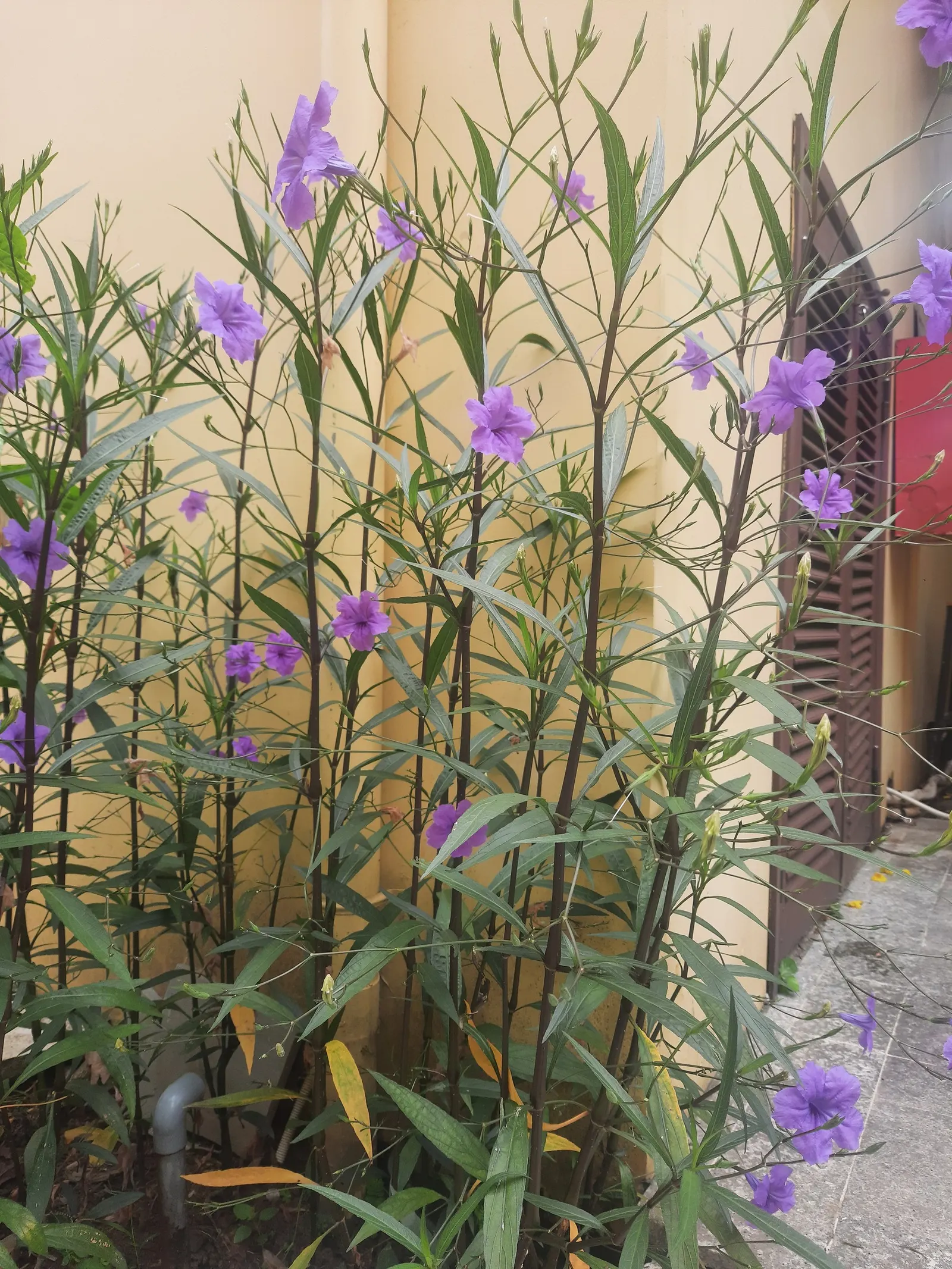 Mexican Ruellia (Ruellia Brittoniana) — perennial with purple blooms