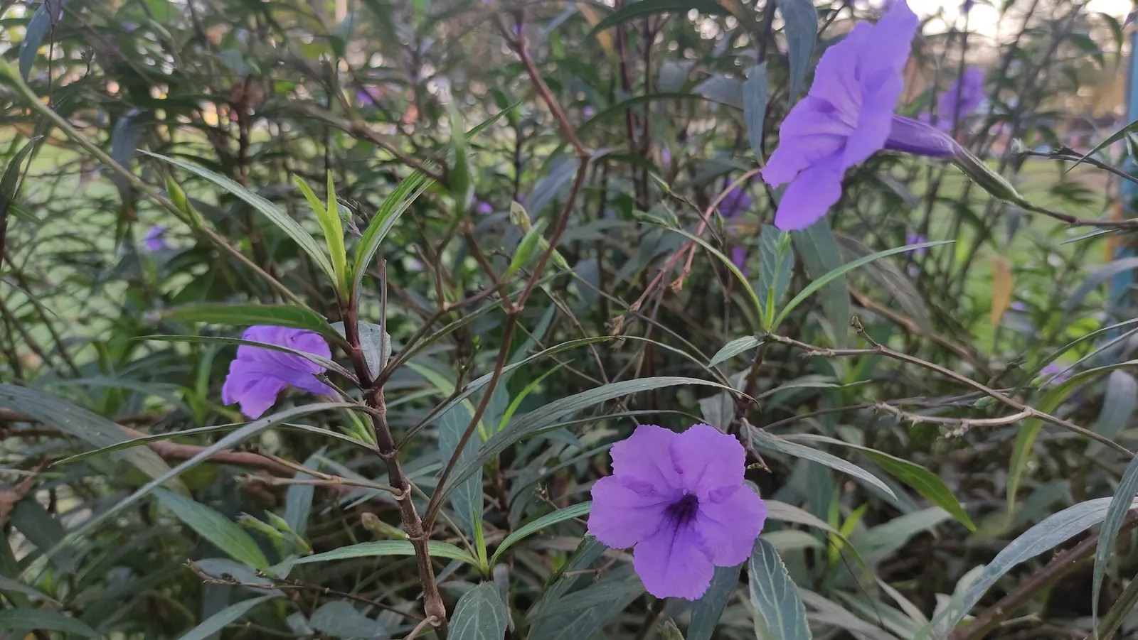 Mexican Ruellia (Ruellia Brittoniana) — dark green leaves that reach lengths of about 6 to 12 inches