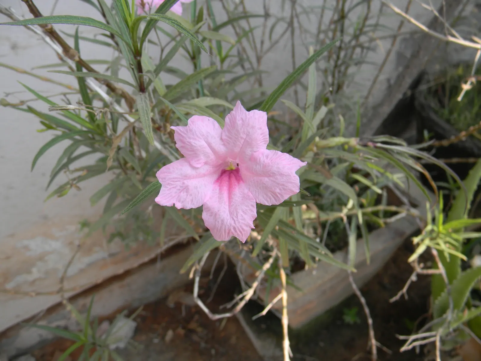 Mexican Ruellia (Ruellia Brittoniana) — perennial for full or half or shade