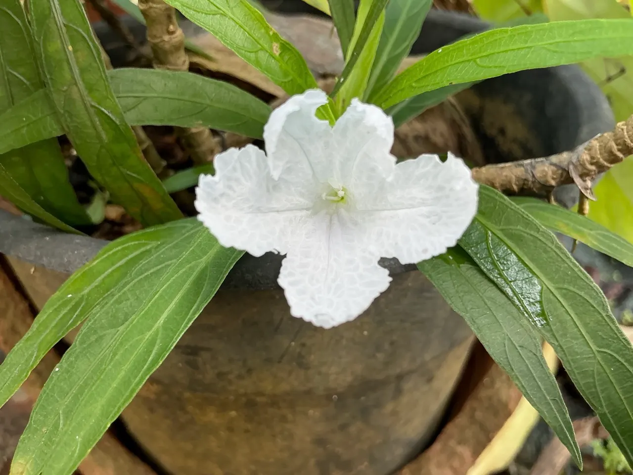 Mexican Ruellia (Ruellia Brittoniana) — the Mexican Ruellia presents an upright growth habit; tolerant to drought, it requires minimal maintenance