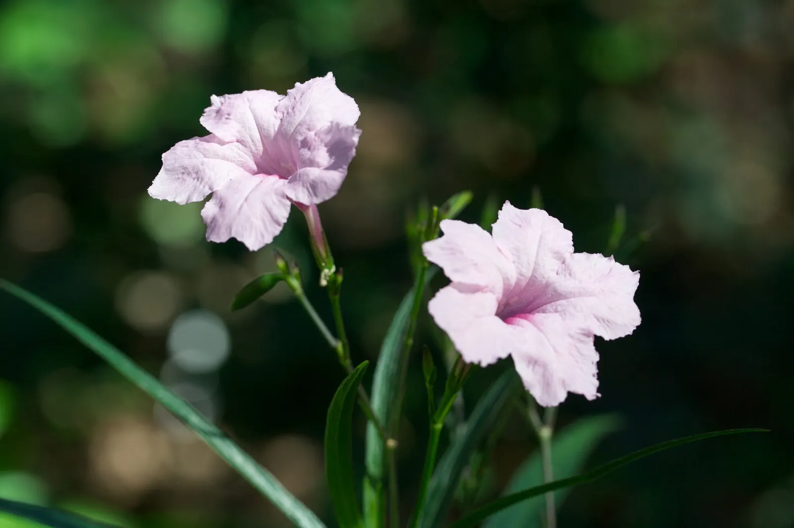 Mexican Ruellia (Ruellia Brittoniana) — flourishing in full sun to partial shade; the flowers come in a palette of hues