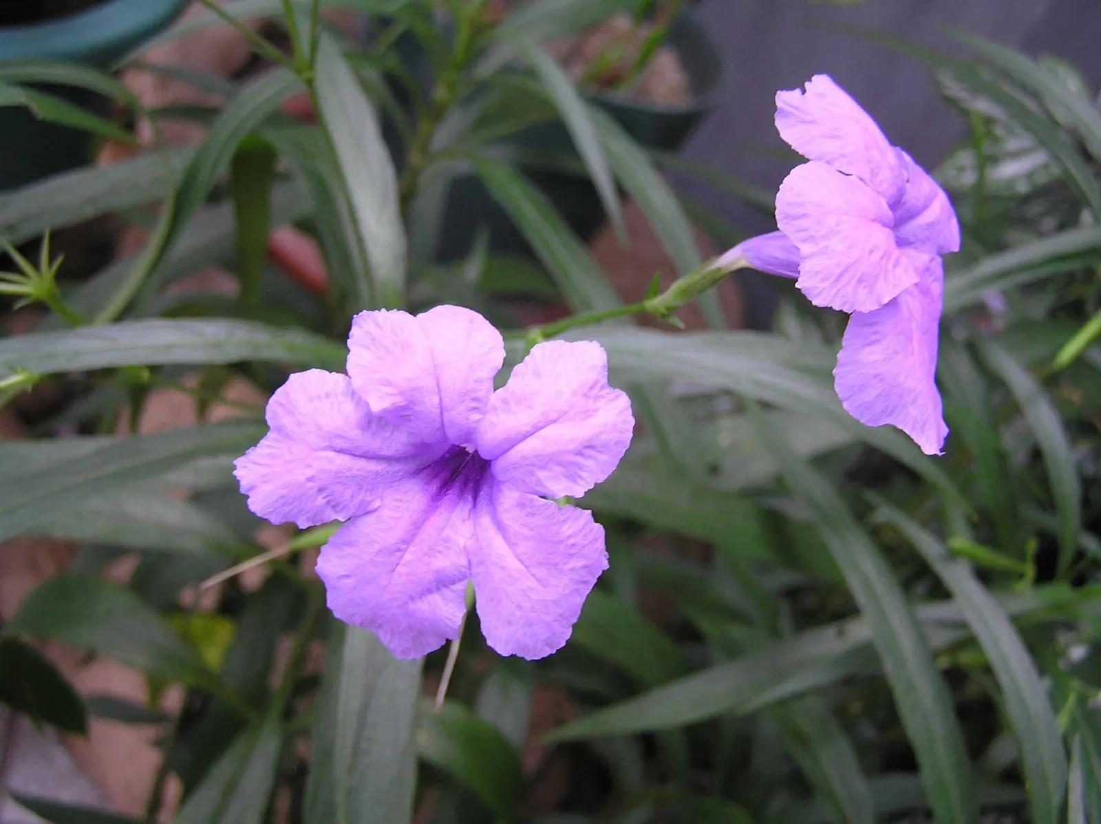 Mexican Ruellia (Ruellia Brittoniana) — It can also be potted, which can help control its spread