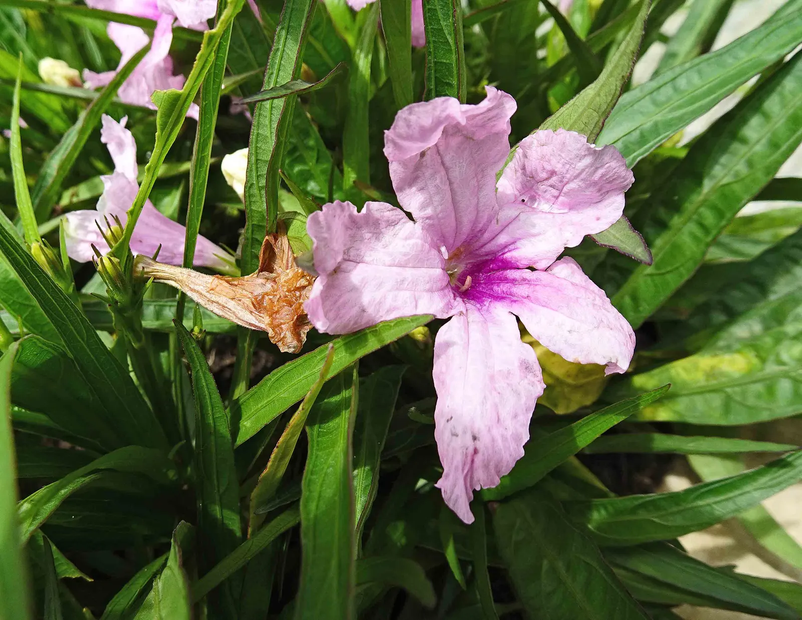 Mexican Ruellia (Ruellia Brittoniana) — flourishing in full sun to partial shade