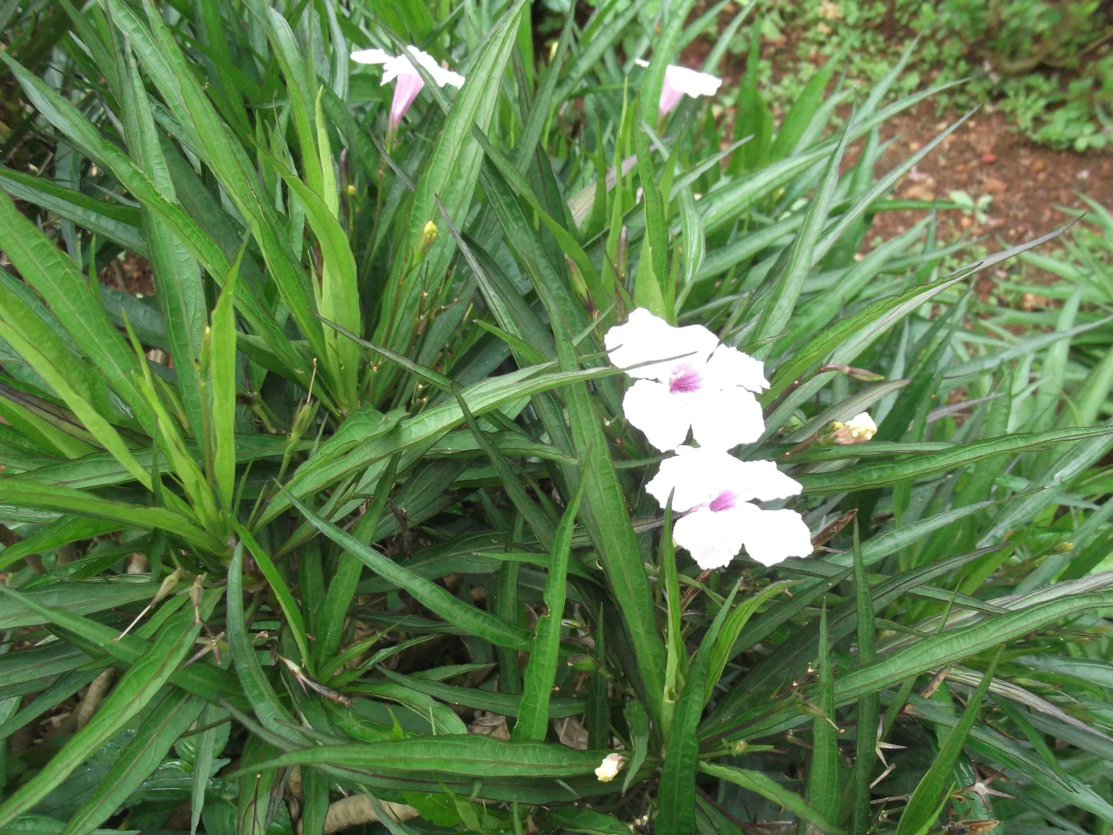 Mexican Ruellia (Ruellia Brittoniana) — purple flowers in the garden