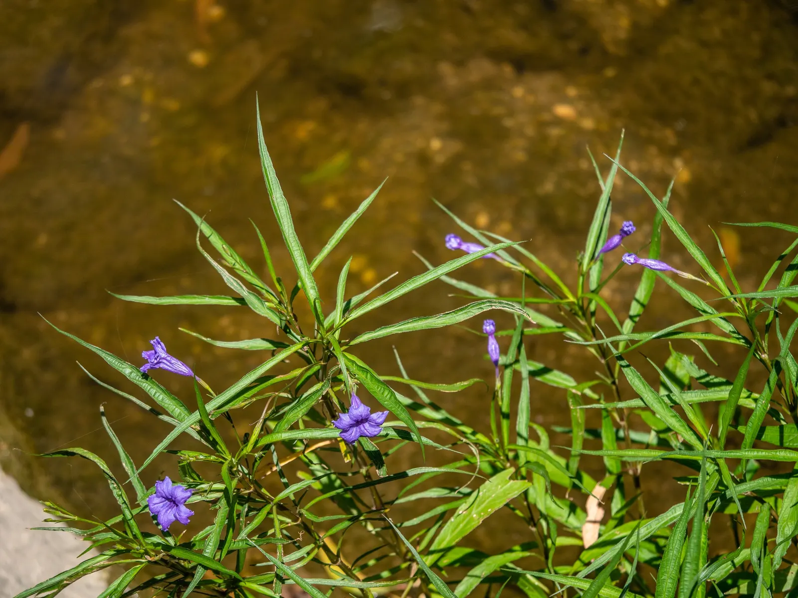 Mexican Ruellia (Ruellia Brittoniana) — This hardy plant is known for its striking