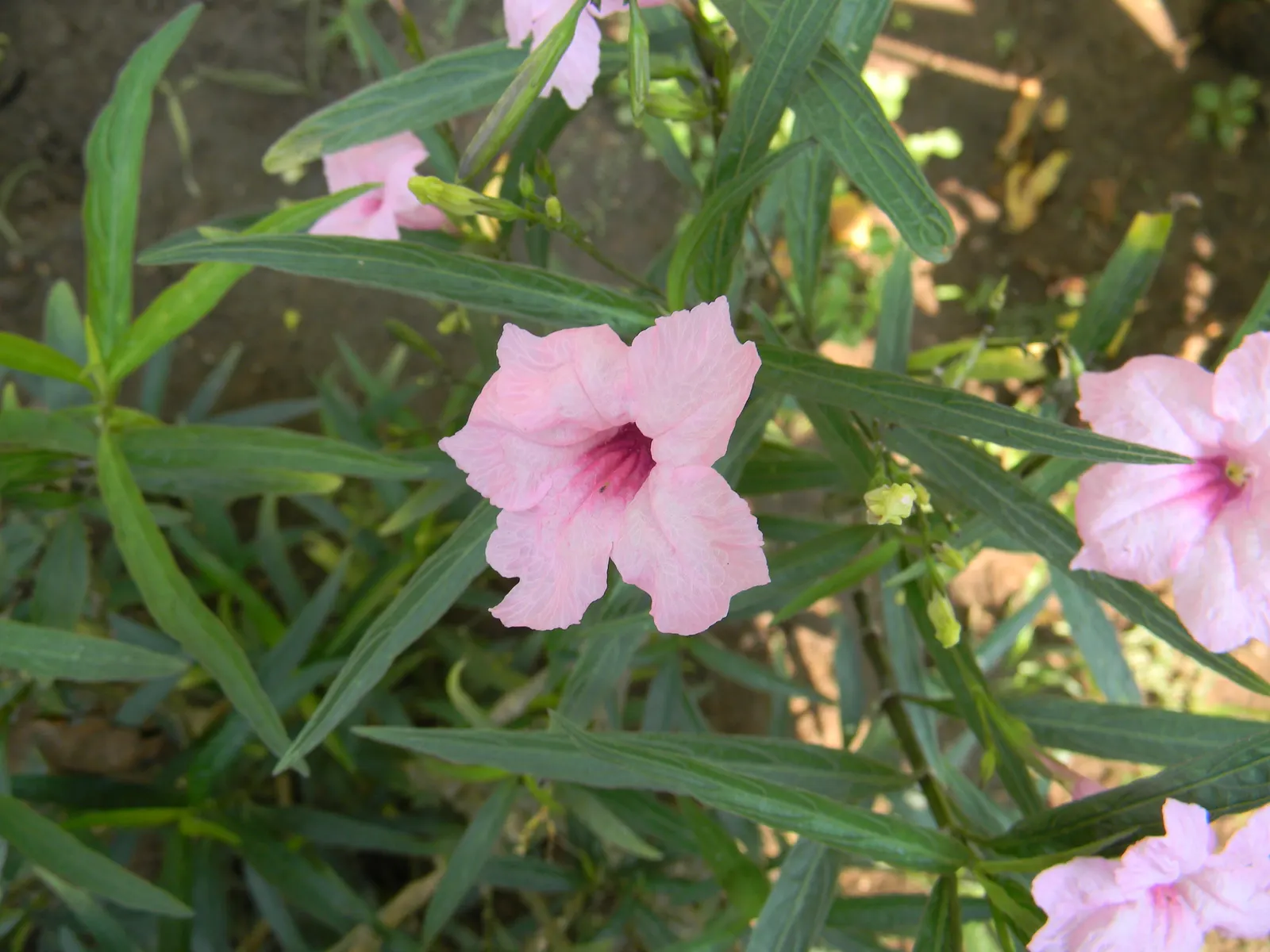 Mexican Ruellia (Ruellia Brittoniana) — though it can be invasive in some regions