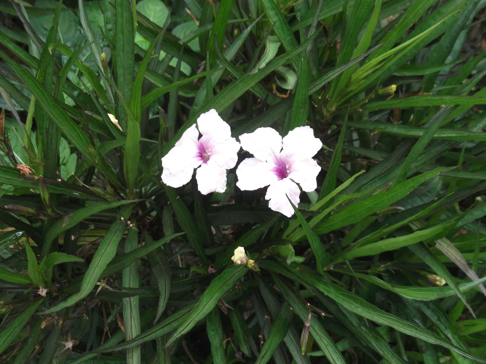 Mexican Ruellia (Ruellia Brittoniana) — making it an ideal choice for borders or as an accent