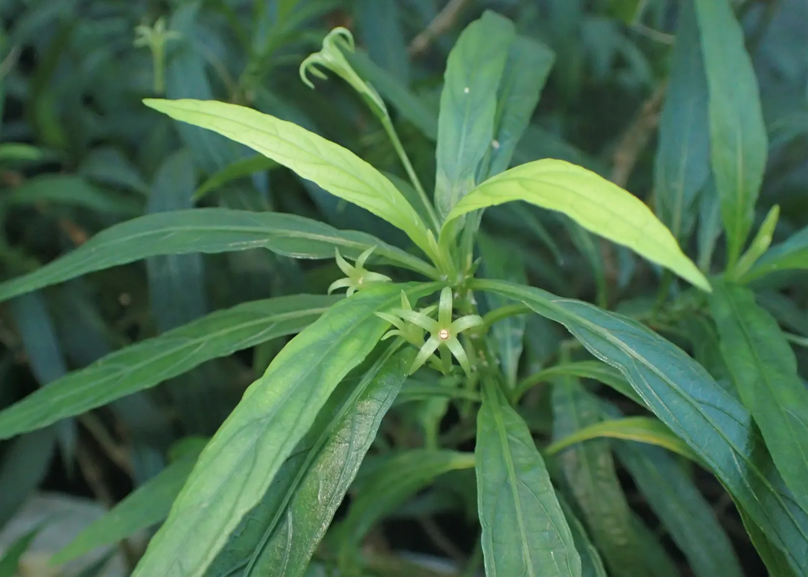 Mexican Ruellia (Ruellia Brittoniana) — is a bold and vibrant perennial; it can also be potted, which can help control its spread