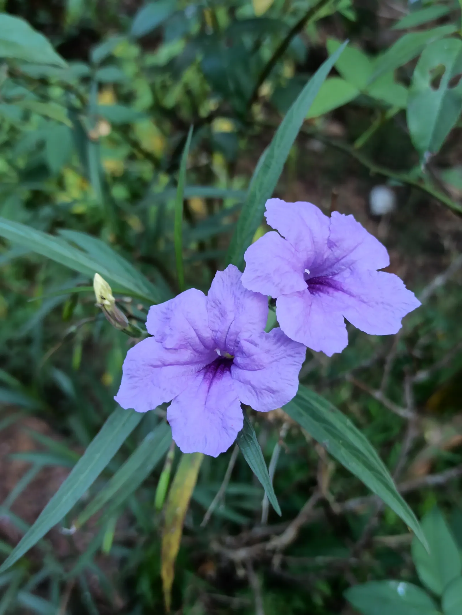 Mexican Ruellia (Ruellia Brittoniana) — Its robust nature allows it to adapt well to both full sun and partial shade; the Mexican Ruellia is suitable for mass