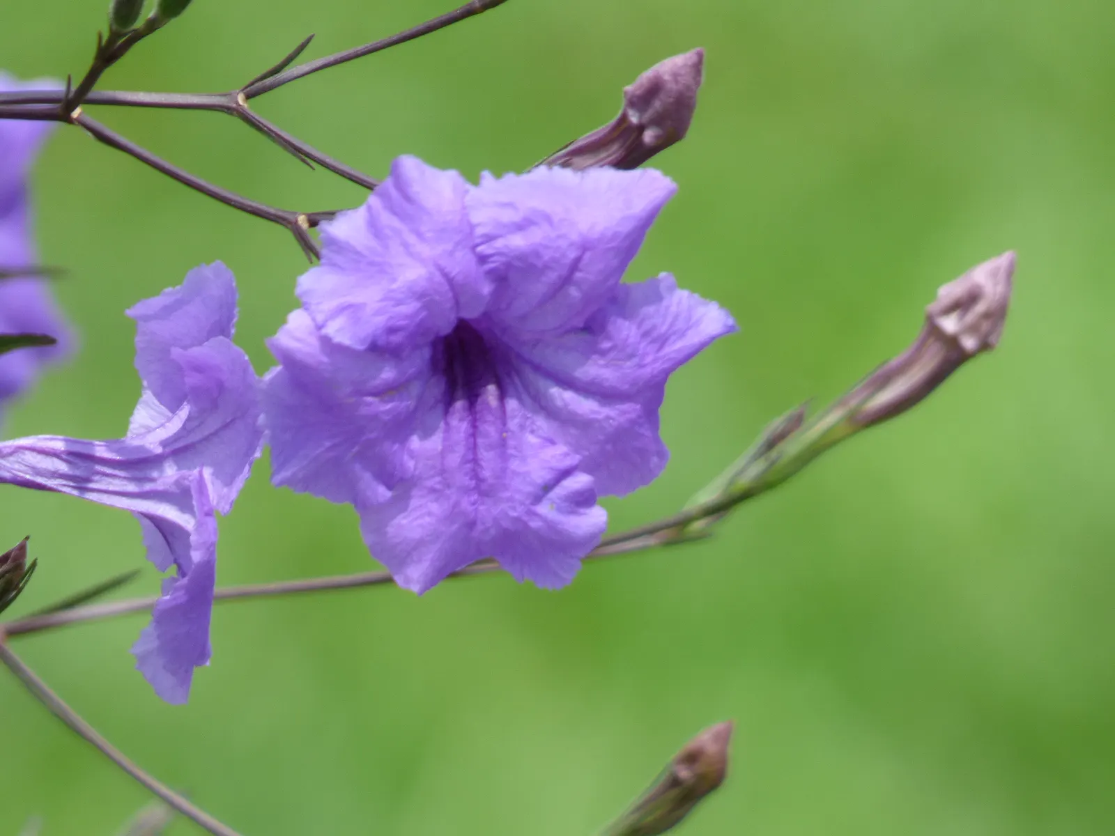Mexican Ruellia (Ruellia Brittoniana) — is a vibrant evergreen perennial; this versatile plant can reach heights of 3 to 4 feet and spread 2 to 3 feet