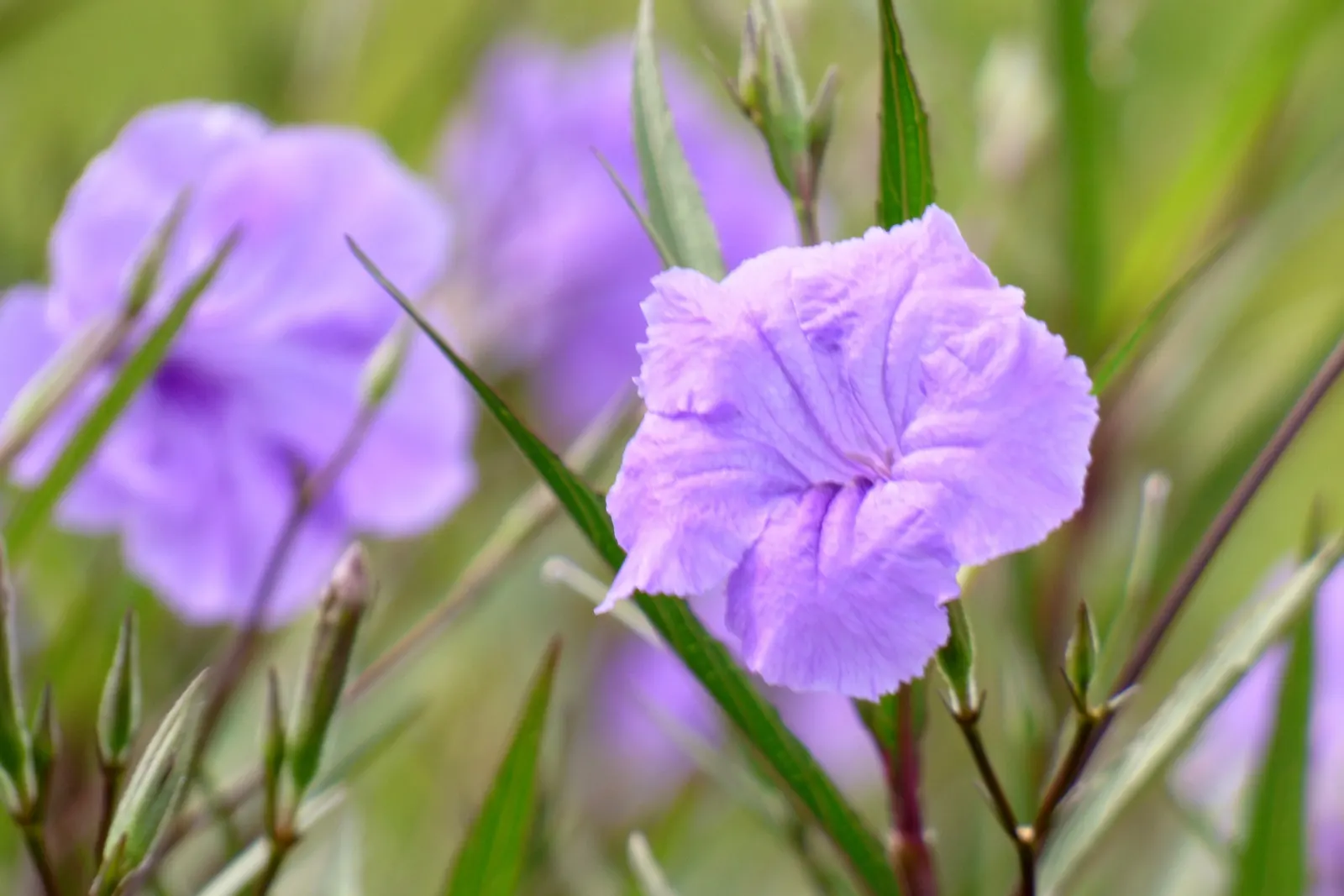 Mexican Ruellia (Ruellia Brittoniana) — making it an excellent choice for gardeners seeking a low-water garden scheme