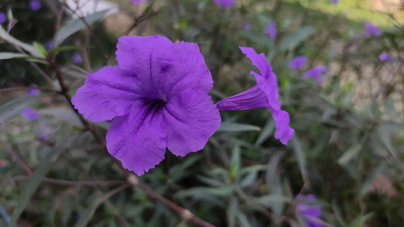 Mexican Ruellia (Ruellia Brittoniana) — It is drought-tolerant once established