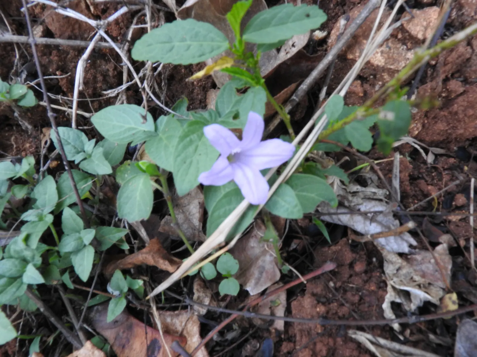 Mexican Ruellia (Ruellia Brittoniana) — dark green leaves that reach lengths of about 6 to 12 inches, image 38