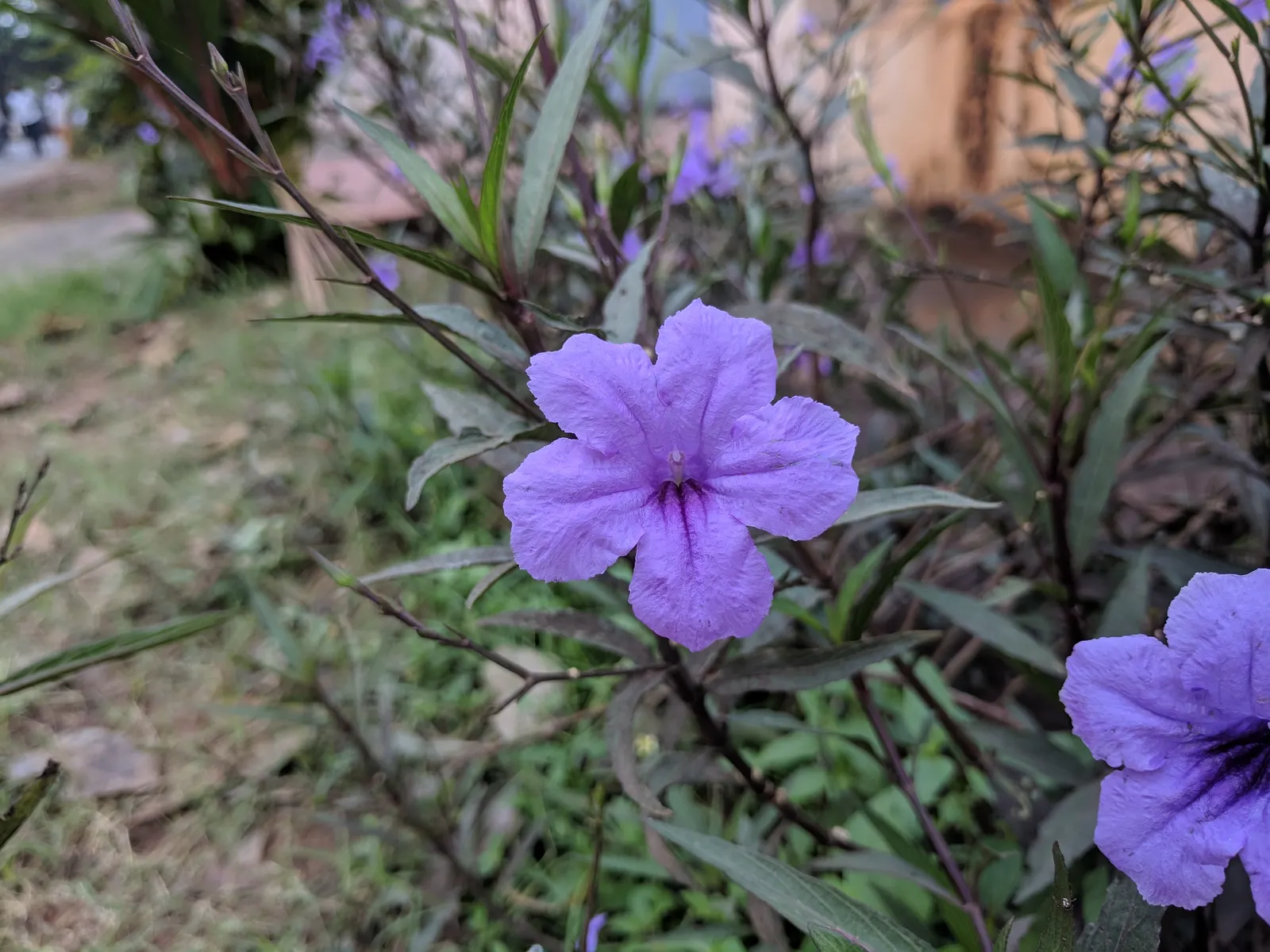 Mexican Ruellia (Ruellia Brittoniana) — perfect for adding a splash of color and texture to any landscape design; it features lush lance-shaped leaves and