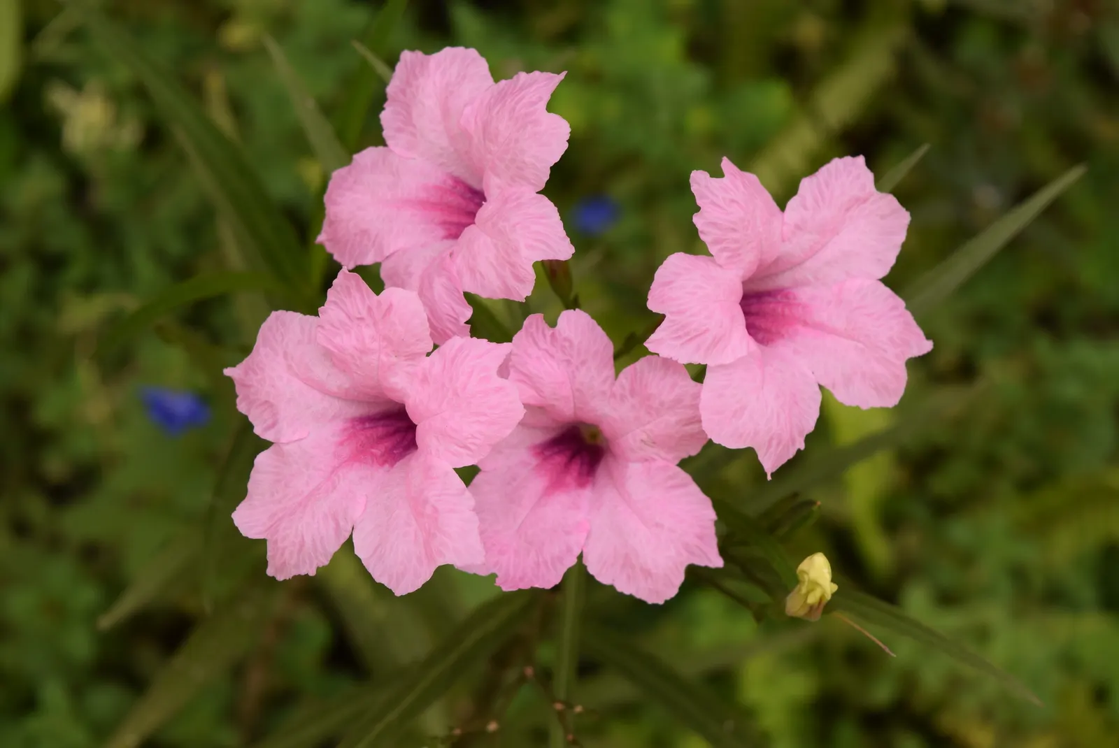 Mexican Ruellia (Ruellia Brittoniana) — it's relatively pest and disease-free