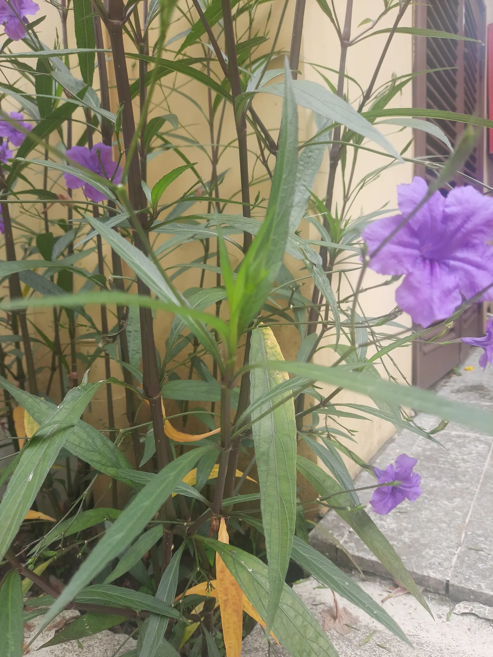 Mexican Ruellia (Ruellia Brittoniana) — petunia-like blooms and its ability to thrive in a variety of conditions