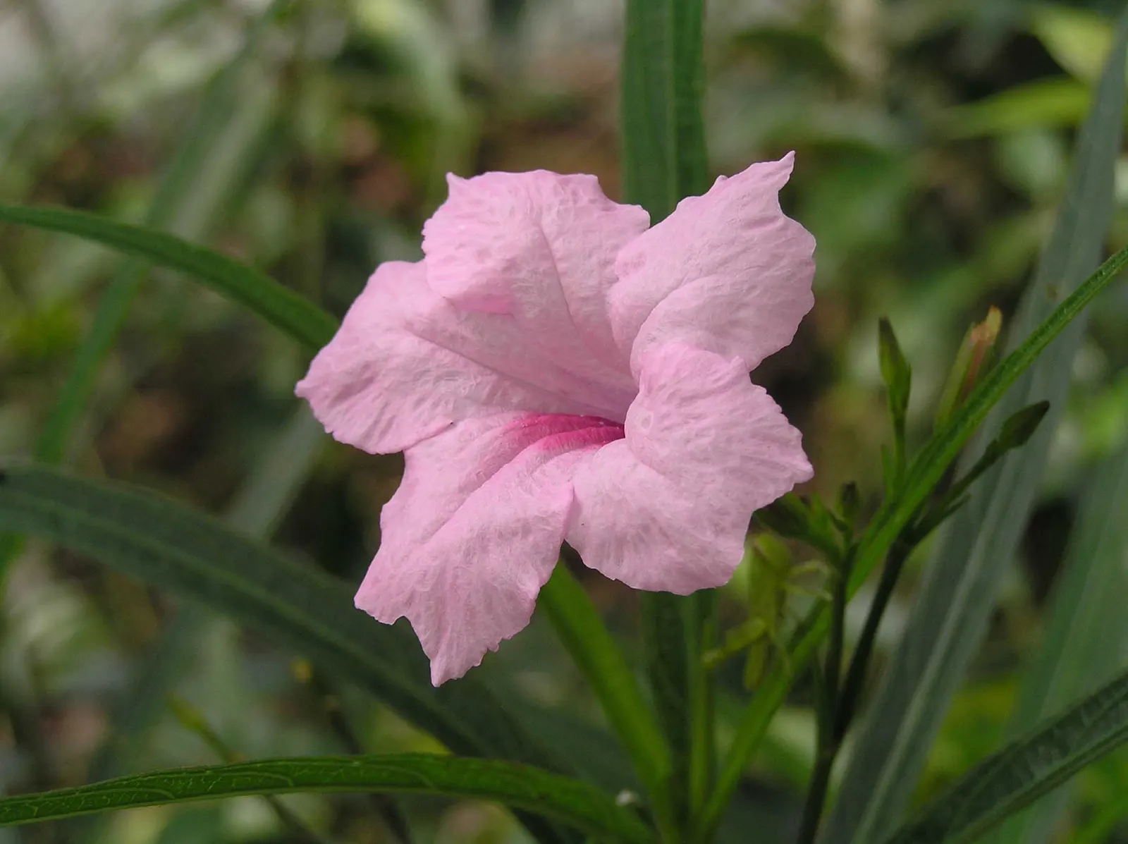 Mexican Ruellia (Ruellia Brittoniana) — the Mexican Ruellia is suitable for mass plantings