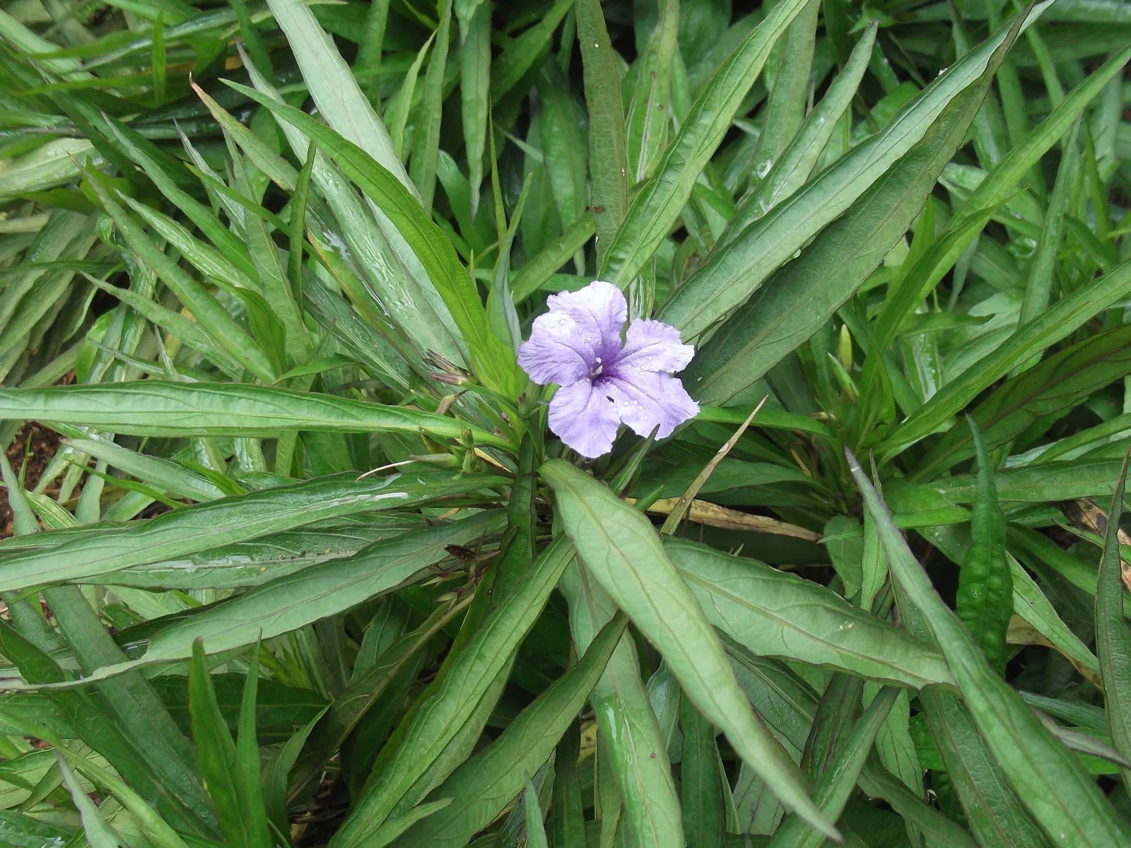 Mexican Ruellia (Ruellia Brittoniana) — making it an excellent choice for gardeners seeking a low-water garden scheme; this hardy plant is known for its