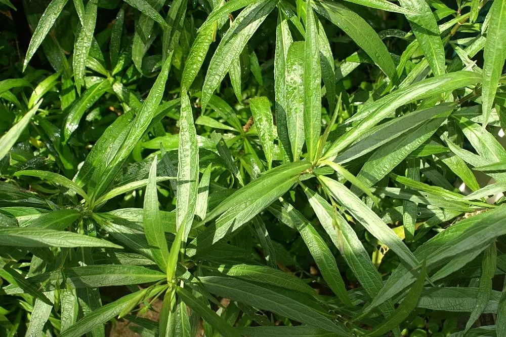 Mexican Ruellia (Ruellia Brittoniana) — This versatile plant can reach heights of 3 to 4 feet and spread 2 to 3 feet