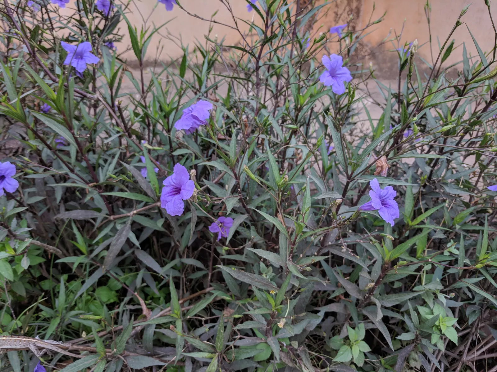Mexican Ruellia (Ruellia Brittoniana) — It features lush lance-shaped leaves and striking trumpet-shaped purple flowers that bloom from summer to fall; though