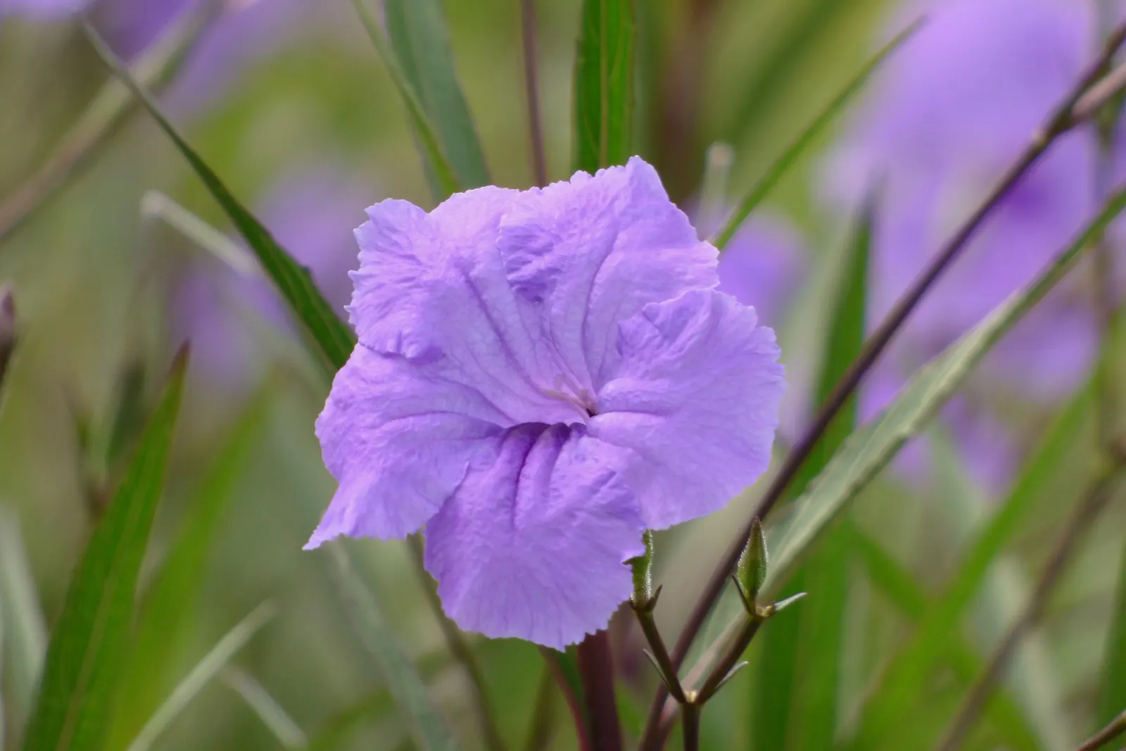 Mexican Ruellia (Ruellia Brittoniana) — The flowers come in a palette of hues