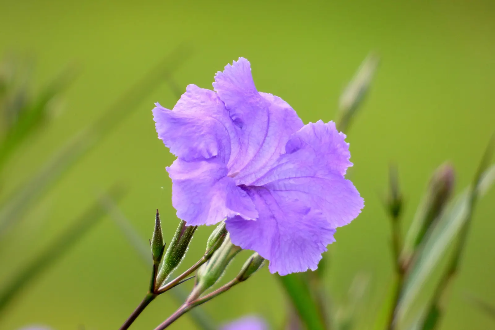 Mexican Ruellia (Ruellia Brittoniana) — Its robust nature allows it to adapt well to both full sun and partial shade